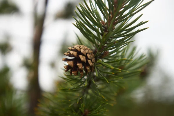 Noordelijk Bos Prachtige Natuur — Stockfoto