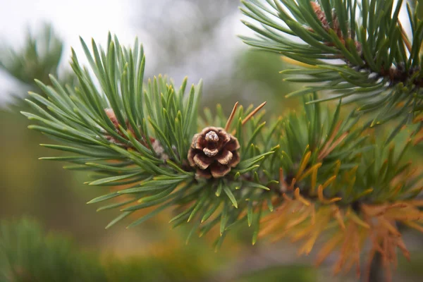 Noordelijk Bos Prachtige Natuur — Stockfoto