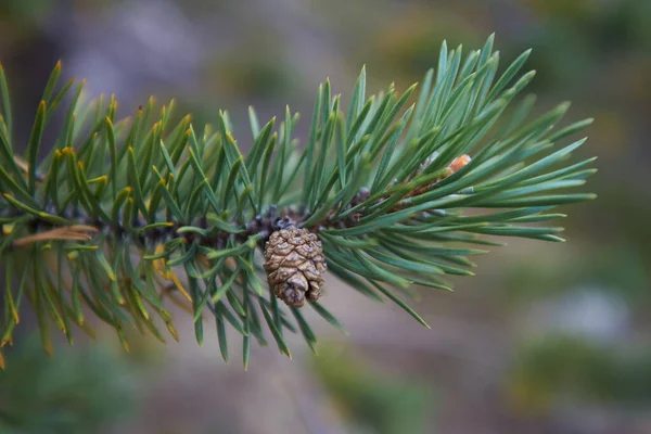 Nördlicher Wald Schöne Natur — Stockfoto