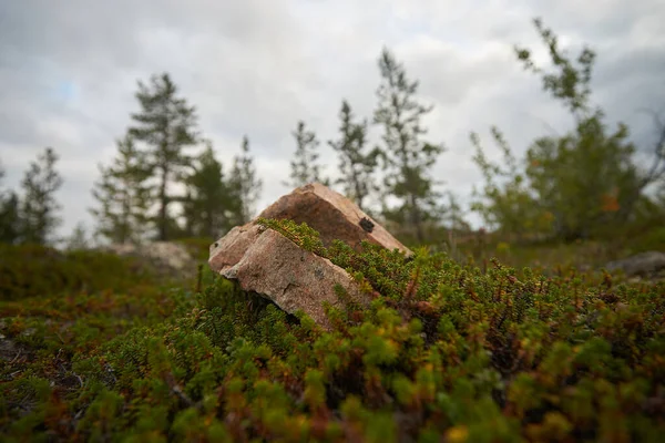 Nördlicher Wald Schöne Natur — Stockfoto