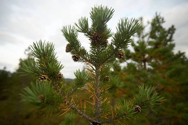 Foresta Settentrionale Bella Natura — Foto Stock