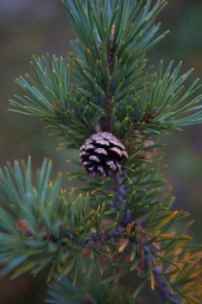 Északi Erdő Gyönyörű Természet — Stock Fotó