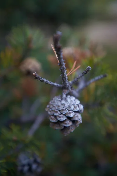 Northern Forest Beautiful Nature — Stock Photo, Image