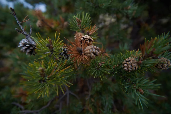 Northern Forest Beautiful Nature — Stock Photo, Image