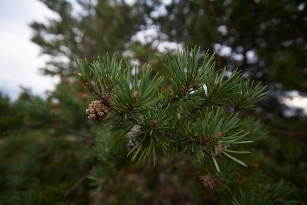 Nördlicher Wald Schöne Natur — Stockfoto