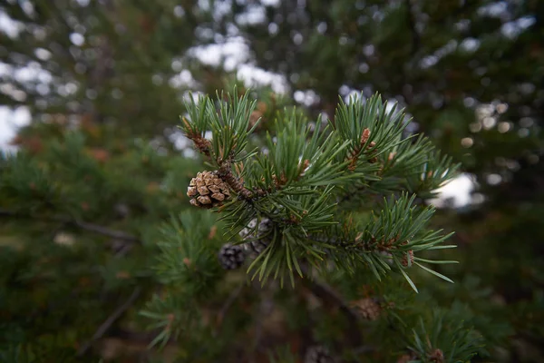 Norra Skogen Vacker Natur — Stockfoto