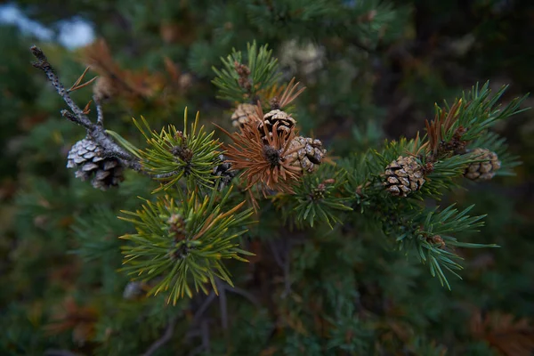 Norra Skogen Vacker Natur — Stockfoto