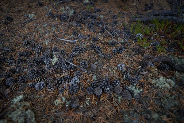 Foresta Settentrionale Bella Natura — Foto Stock