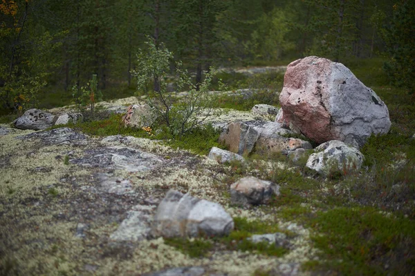 Nördlicher Wald Schöne Natur — Stockfoto