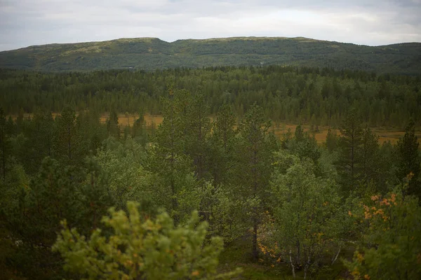 Noordelijk Bos Prachtige Natuur — Stockfoto