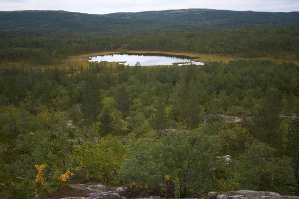 Norra Skogen Vacker Natur — Stockfoto