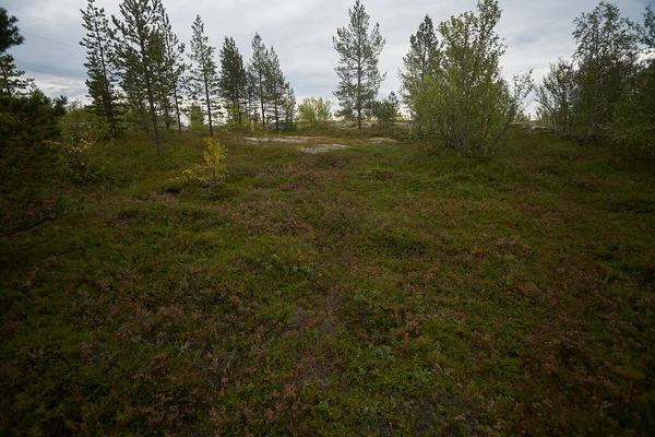 Nördlicher Wald Schöne Natur — Stockfoto