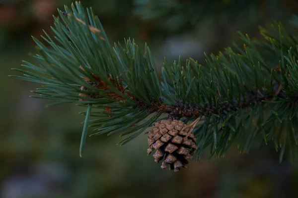 Nördlicher Wald Schöne Natur — Stockfoto