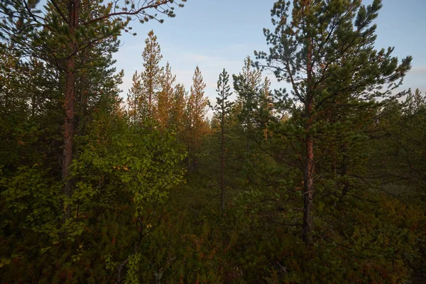 Nördlicher Wald Schöne Natur — Stockfoto