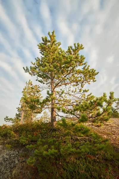 Norra Skogen Vacker Natur — Stockfoto