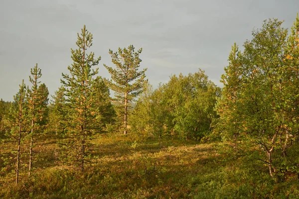 Nördlicher Wald Schöne Natur — Stockfoto