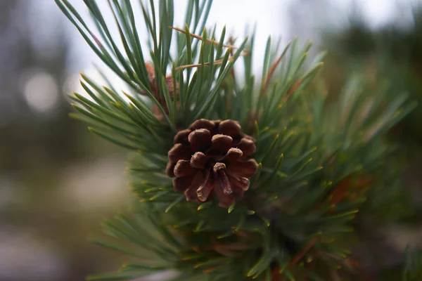 Noordelijk Bos Prachtige Natuur — Stockfoto