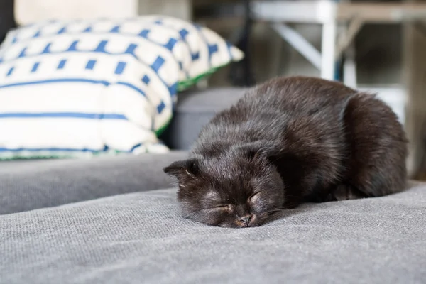 Happy cat american short hair sleep on grey couch — Stock Photo, Image