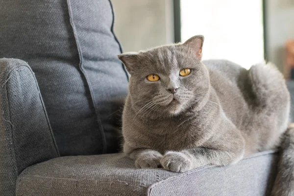 Mutlu kedi Amerikan kısa saç uyku gri kanepede — Stok fotoğraf