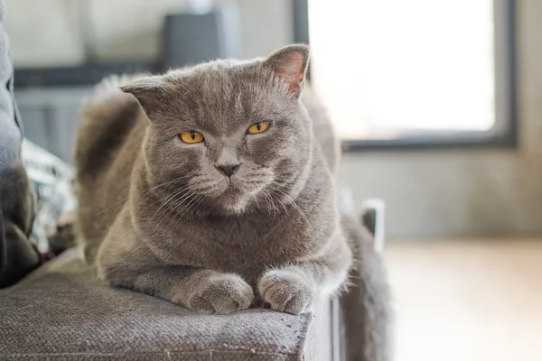 Mutlu kedi Amerikan kısa saç uyku gri kanepede — Stok fotoğraf