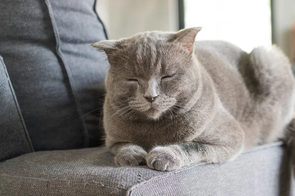 Happy cat american short hair sleep on grey couch — Stock Photo, Image