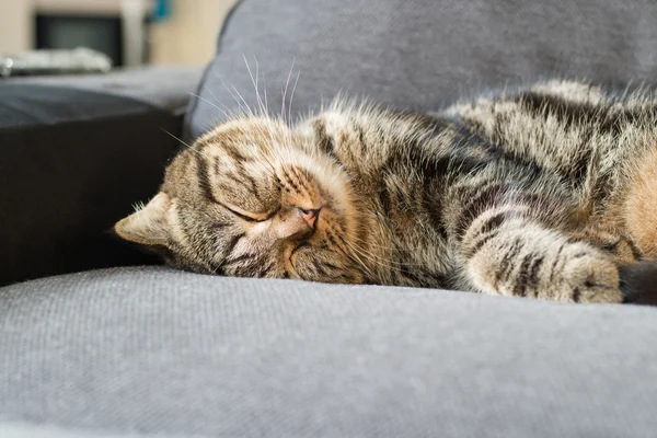 Boldog macska amerikai rövid haj alvás szürke kanapén — Stock Fotó