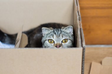 kedi Amerikan kısa saç zevk PLAINING kağıt kutusunda, oynak yavru kedi