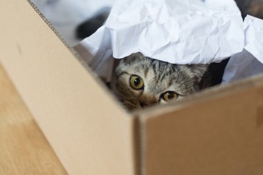 kedi Amerikan kısa saç zevk PLAINING kağıt kutusunda, oynak yavru kedi