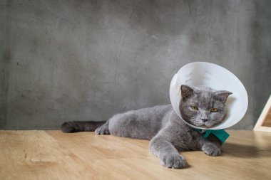 Huni koni yaka ile hasta kedi kulağını İngiliz kısa saç kedi onu karalama önlemek