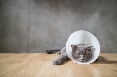 Huni koni yaka ile hasta kedi kulağını İngiliz kısa saç kedi onu karalama önlemek