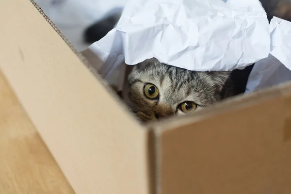 Gato americano corto pelo disfrutar quejándose en papel caja, juguetón gatito —  Fotos de Stock