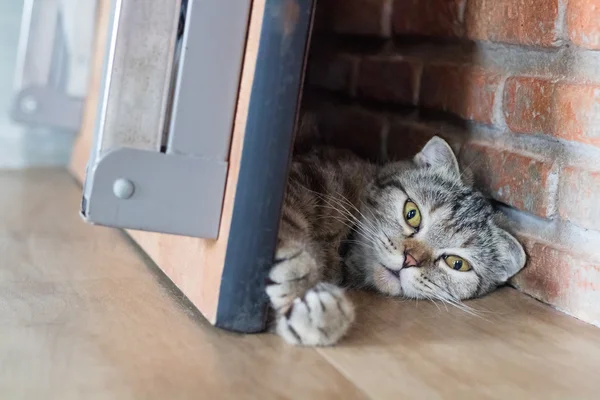 Gato americano pelo corto dormir bajo mesa al lado de ladrillo pared, sleepy gato — Foto de Stock