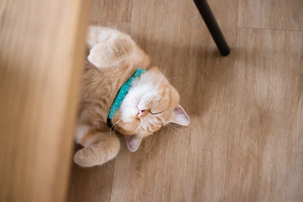 Di american tidur rambut pendek di bawah meja di samping dinding bata, kucing mengantuk — Stok Foto