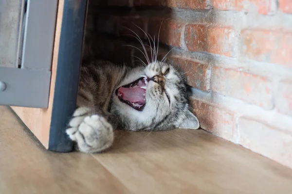 Gato americano pelo corto dormir bajo mesa al lado de ladrillo pared, sleepy gato — Foto de Stock