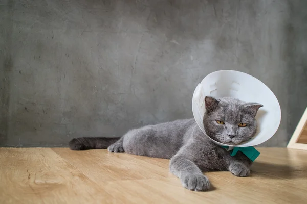 Huni koni yaka ile hasta kedi kulağını İngiliz kısa saç kedi onu karalama önlemek