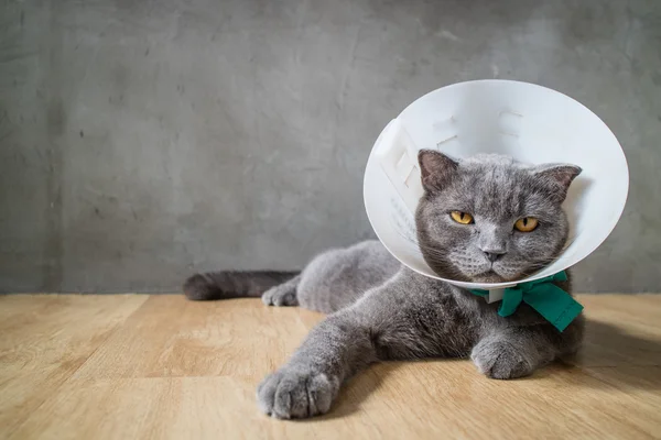 Kranke Katze mit Trichterkegelhalsband verhindert, dass er sich am Ohr kratzt, britische Kurzhaarkatze — Stockfoto