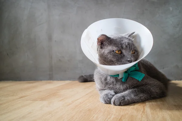 Beteg macska tölcsér kúp gallér megakadályozza őt kaparós fülébe, brit rövid haj macska — Stock Fotó