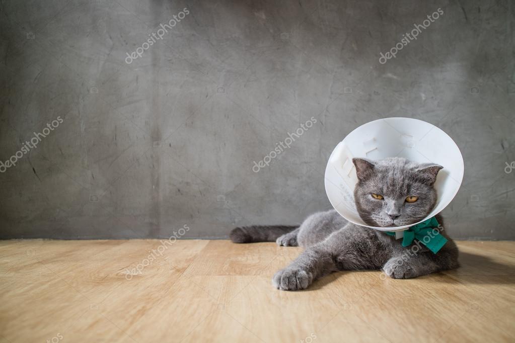 Kranke Katze mit Trichterkegelhalsband verhindert, dass er sich am Ohr kratzt, britische