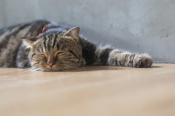 Милая кошка с короткими волосами, спящая на деревянном полу — стоковое фото