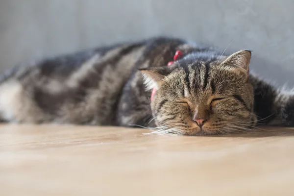 Adorável gato americano cabelo curto dormindo no chão de madeira — Fotografia de Stock