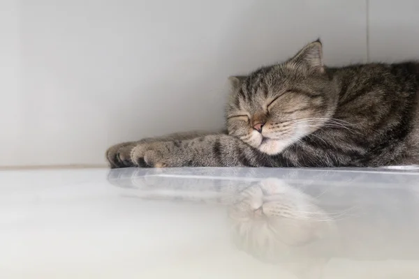 Gato americano cabelo curto dormindo no chão de mármore — Fotografia de Stock