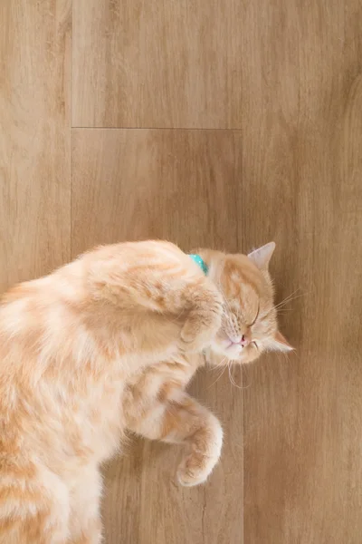 ahşap katta uyuyan turuncu kedi Amerikan kısa saç