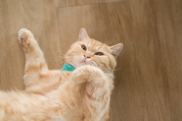 Orange cat american short hair sleeping on wood floor — Stock Photo, Image