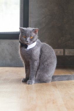 Kedi şirin papyon veya yaka, İngiliz kısa saç kedi ile