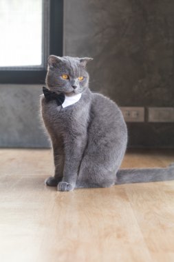 Kedi şirin papyon veya yaka, İngiliz kısa saç kedi ile