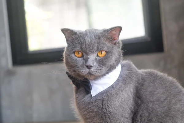 Kedi şirin papyon veya yaka, İngiliz kısa saç kedi ile — Stok fotoğraf