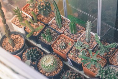 Kaktüs izole beyaz arka plan, şirin mini kaktüs