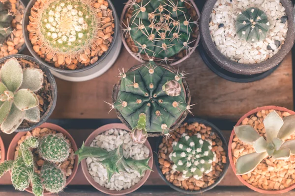 Cactus isolé fond blanc, Mignon mini cactus — Photo