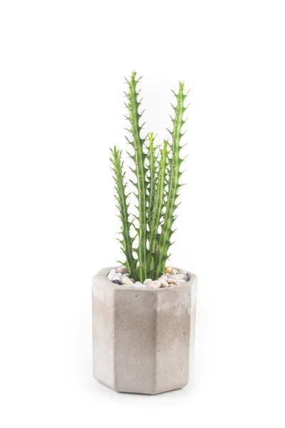Cactus aislado fondo blanco, lindo mini cactus — Foto de Stock