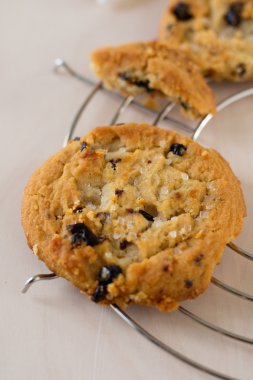 masaya koy tanımlama bilgisi